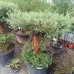 Olea europaea (Olivovník európsky) - kont. C130L, výška 100-120 cm - MULTI PONPON (-12°C) Olea europaea (Olivovník európsky) - kont. C130L, výška 100-120 cm - MULTI PONPON (-12°C)